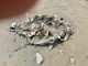 Überreste einer falschen Carettschildkröte am Perouliastrand 